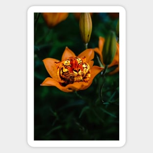 Tiger Lily Sticker